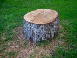 Best Tree Risk Assessment  in Temple City, CA