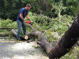 Best Seasonal Cleanup (Spring/Fall)  in Temple City, CA