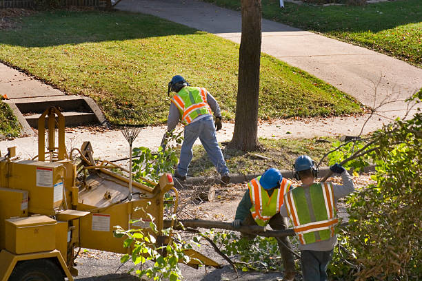 Best Emergency Tree Removal  in Temple City, CA