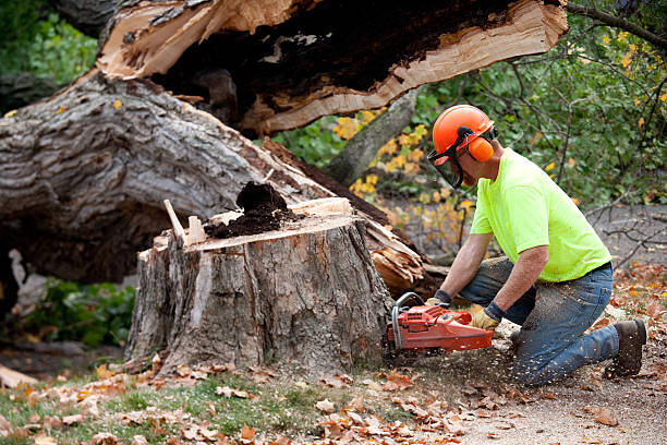 Best Storm Damage Tree Cleanup  in Temple City, CA