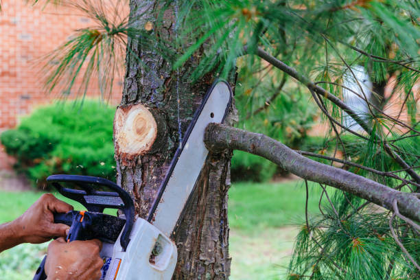 Best Pest Control for Lawns  in Temple City, CA